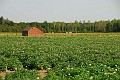De Hees in bloei